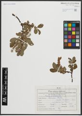 Foto von Salix arbuscula L.
